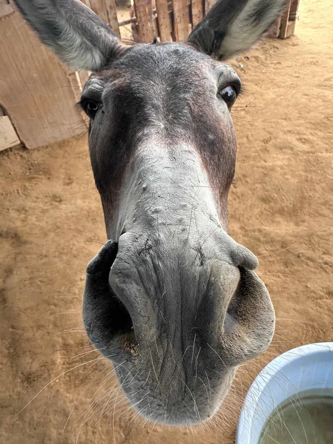 Say cheese