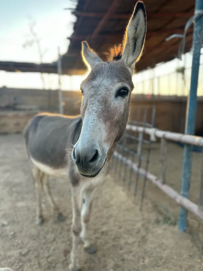 Animals cared for by the CDRS Benji Project