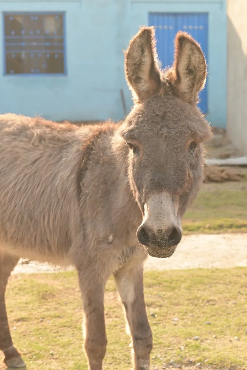 Animals cared for by the CDRS Benji Project