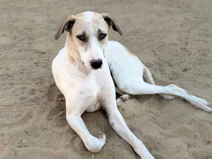 A shelter dog resting
