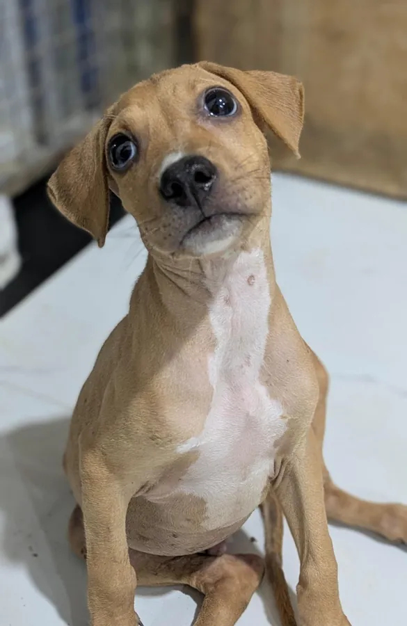 Animals your donation helps