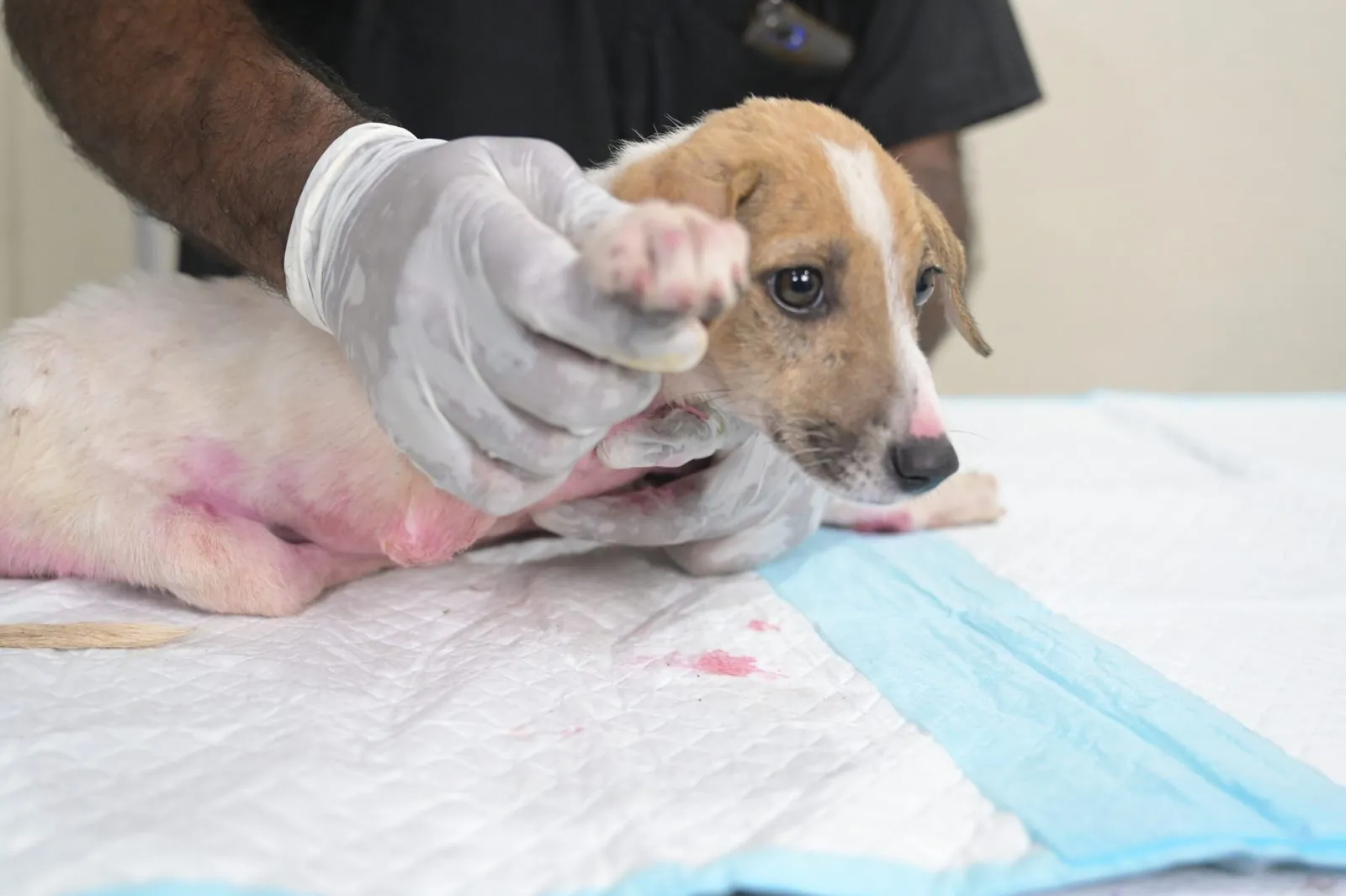A puppy receiving care at the CDRS Benji clinic