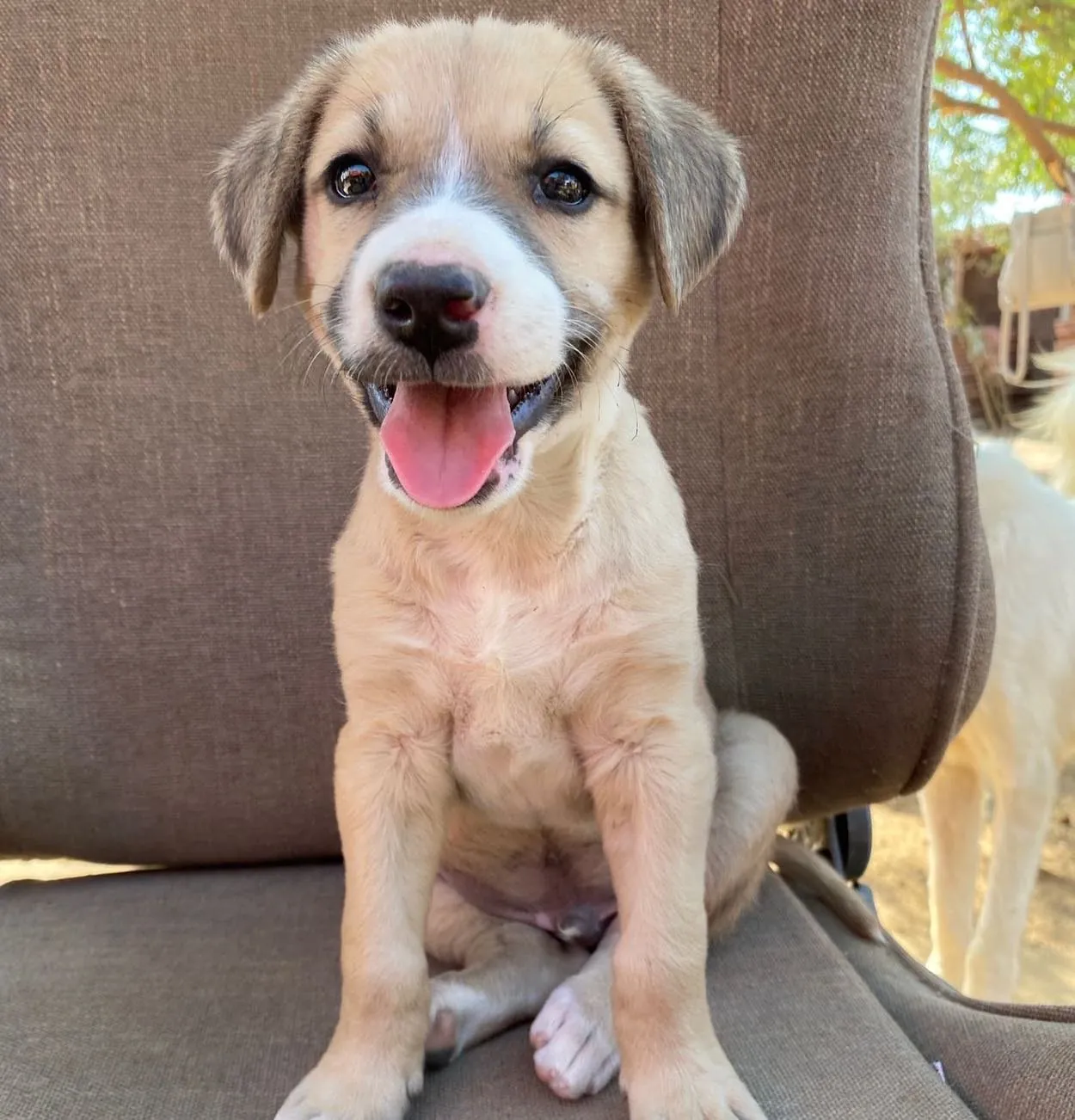 Animals cared for by the CDRS Benji Project
