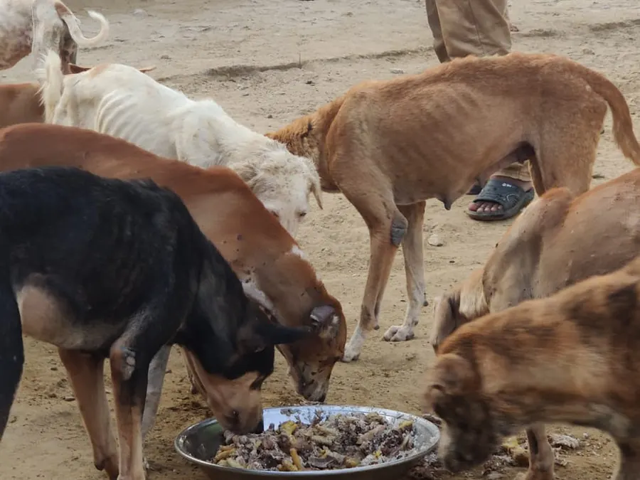 Feeding time