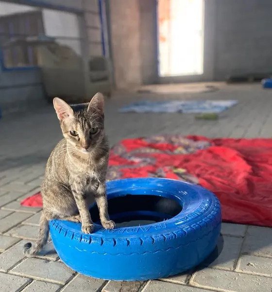 Coco, a cat at the CDRS Benji Karachi shelter
