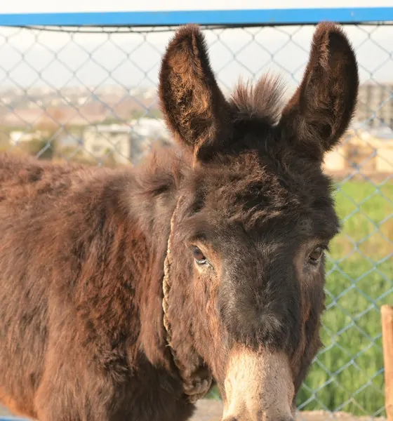 Black, a donkey at the CDRS Benji Islamabad shelter