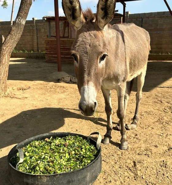 Spark, a donkey at the CDRS Benji Karachi shelter