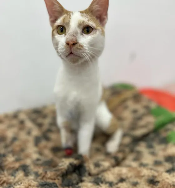 Captain Hook, a cat at the CDRS Benji Karachi shelter