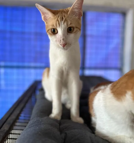 Kiwi, a cat at the CDRS Benji Karachi shelter