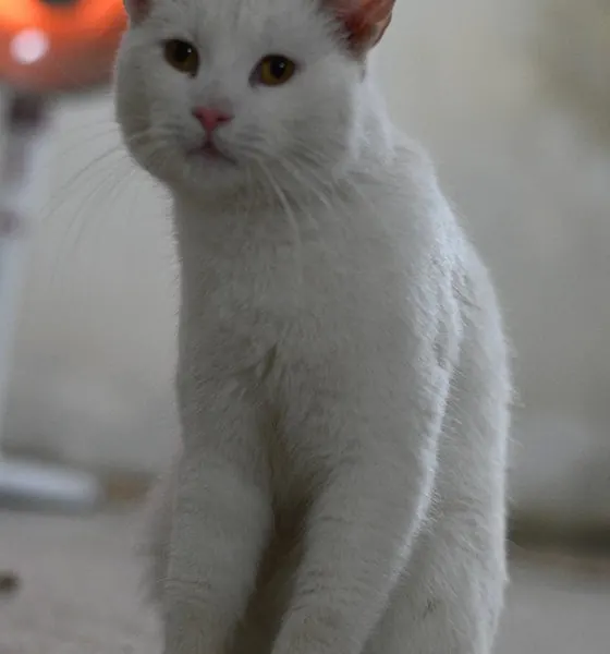Chittu, a cat at the CDRS Benji Islamabad shelter