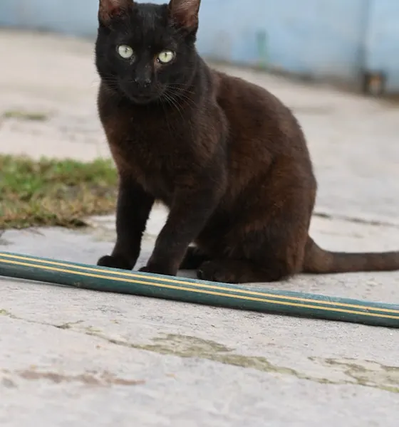Blacky, a cat at the CDRS Benji Islamabad shelter