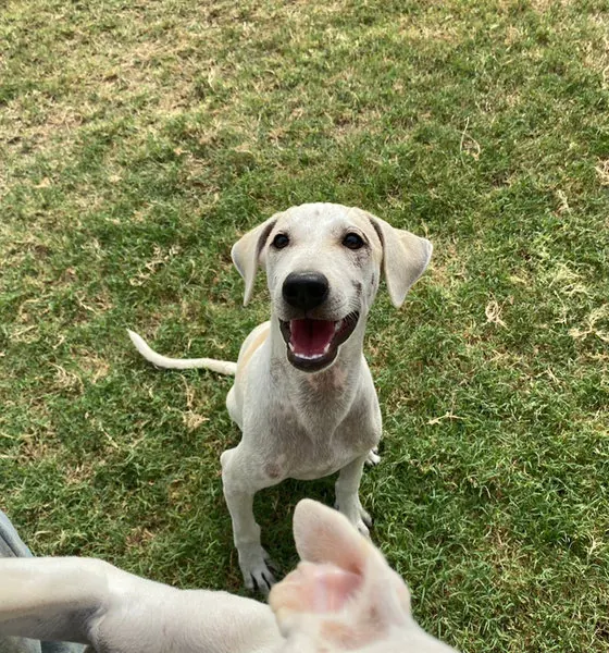 Tin Tin, a puppy at the CDRS Benji Karachi shelter