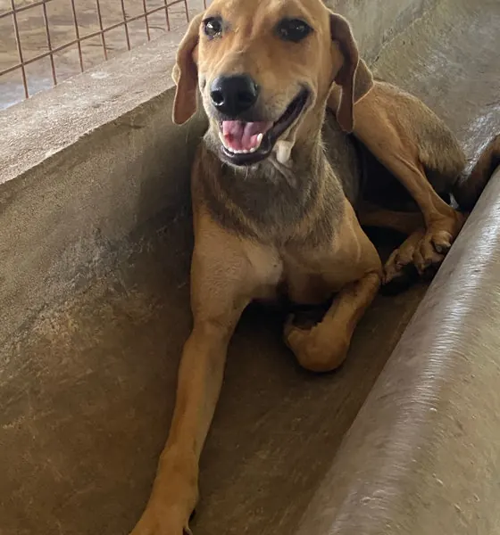 Pie, a dog at the CDRS Benji Karachi shelter