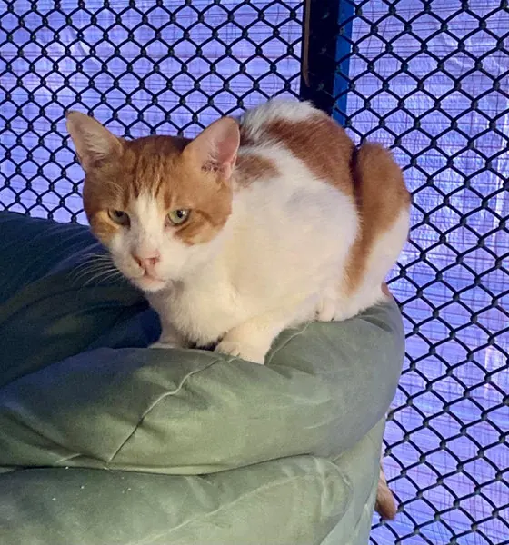 Munna, a cat at the CDRS Benji Karachi shelter