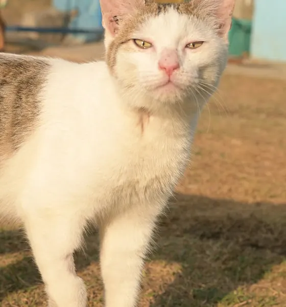 Olive, a cat at the CDRS Benji Islamabad shelter