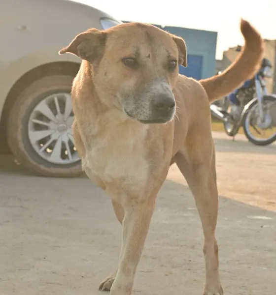 Billu, a dog at the CDRS Benji Islamabad shelter