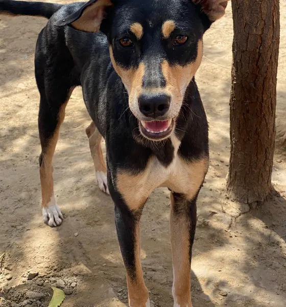 Henna, a dog at the CDRS Benji Karachi shelter
