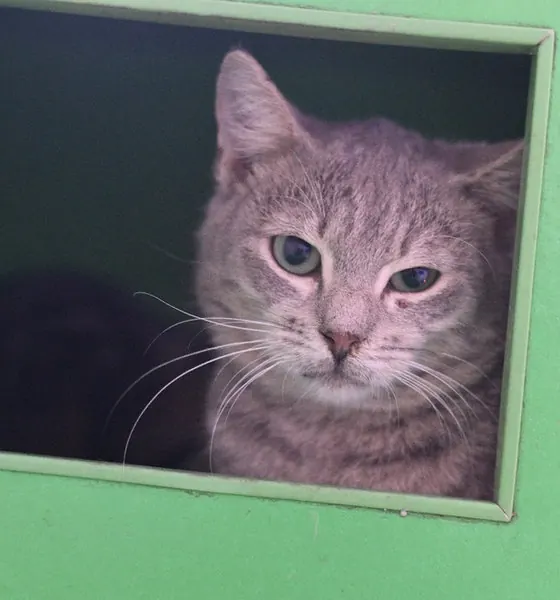 Dusky, a cat at the CDRS Benji Islamabad shelter