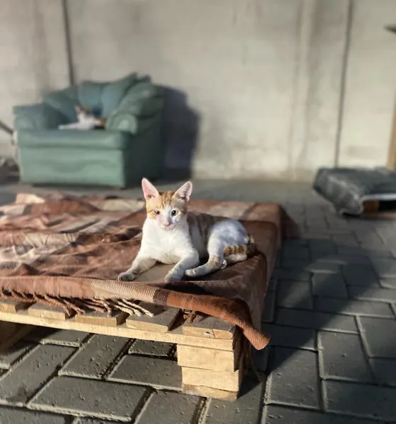 Spotty, a cat at the CDRS Benji Karachi shelter