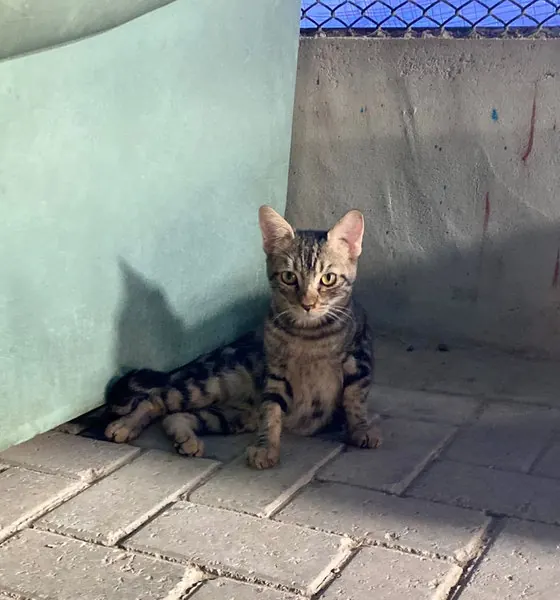 Ziggy, a cat at the CDRS Benji Karachi shelter