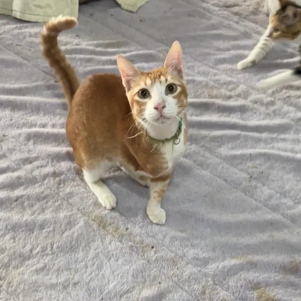 Male cat neutering
