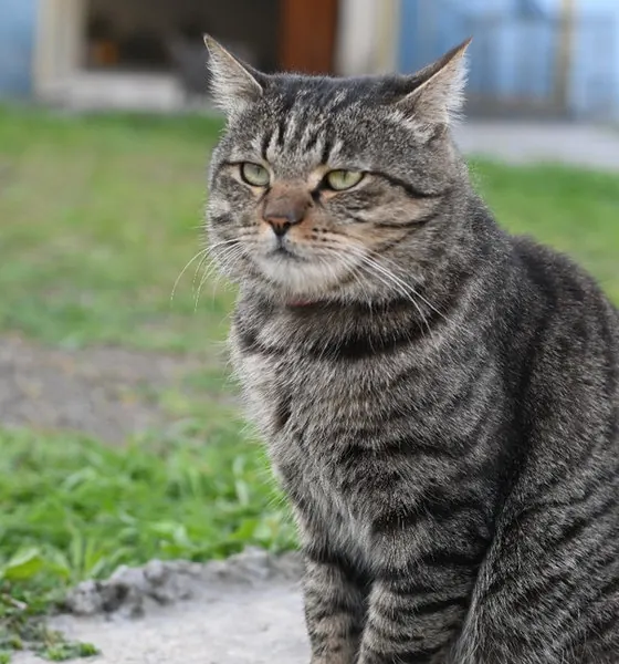 Pappu, a cat at the CDRS Benji Islamabad shelter