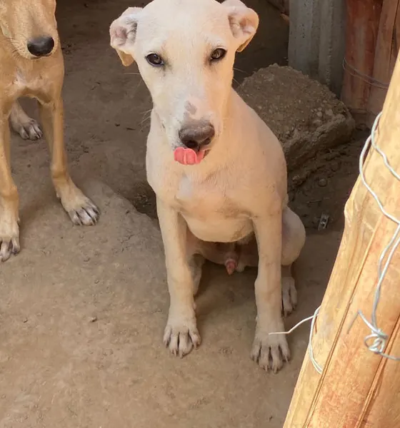 Charlie, a dog at the CDRS Benji Karachi shelter