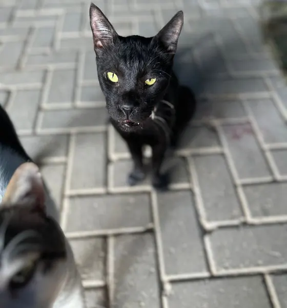Panther, a cat at the CDRS Benji Karachi shelter