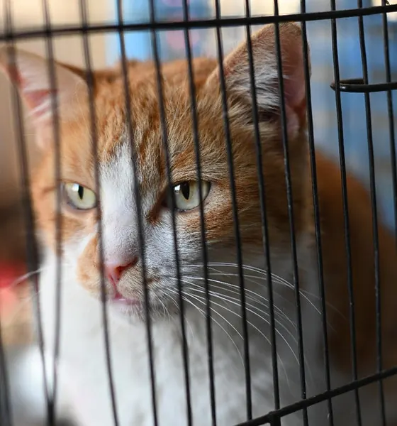 Hope, a cat at the CDRS Benji Islamabad shelter