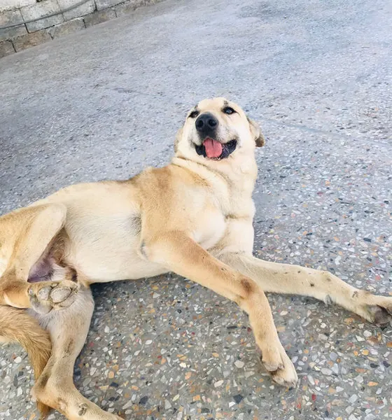 Buddy, a dog at the CDRS Benji Islamabad shelter