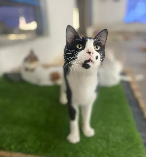 Felix, a cat at the CDRS Benji Karachi shelter