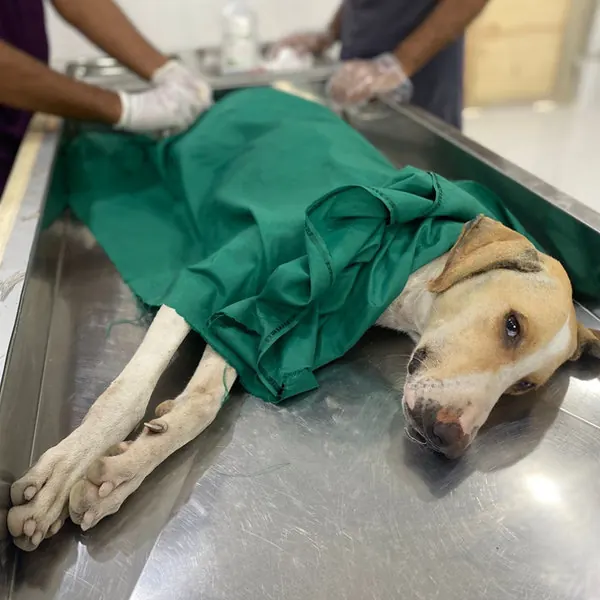 Male dog neutering