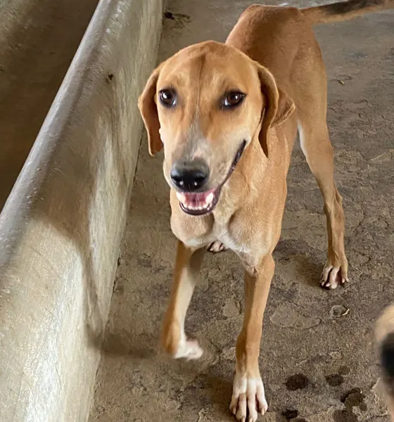 Paula, a dog at the CDRS Benji Karachi shelter