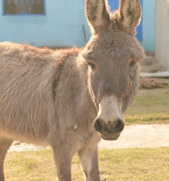 Hope, a donkey at the CDRS Benji Islamabad shelter