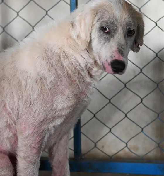 Khushi, a dog at the CDRS Benji Islamabad shelter