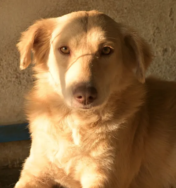 Creamy, a dog at the CDRS Benji Islamabad shelter