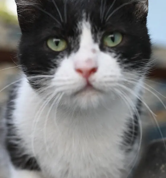 Burnie, a cat at the CDRS Benji Islamabad shelter