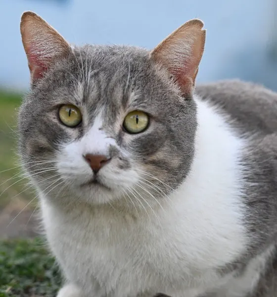 Milo, a cat at the CDRS Benji Islamabad shelter