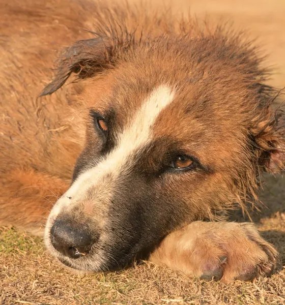 Flesh, a dog at the CDRS Benji Islamabad shelter