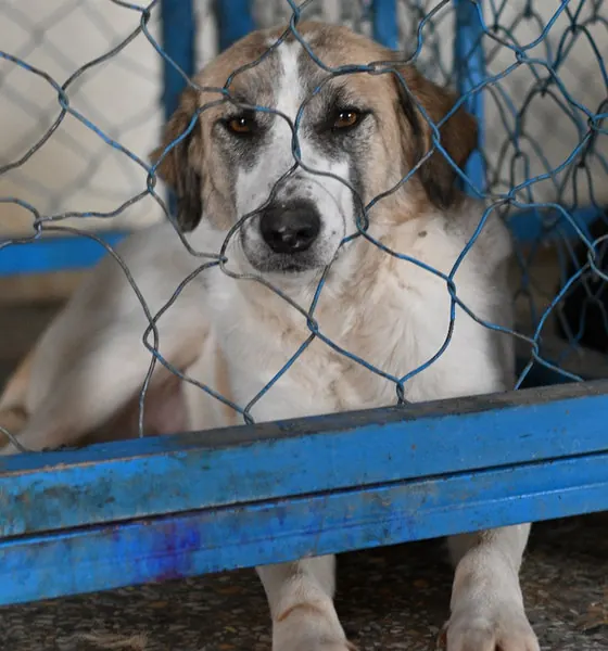 Mama, a dog at the CDRS Benji Islamabad shelter