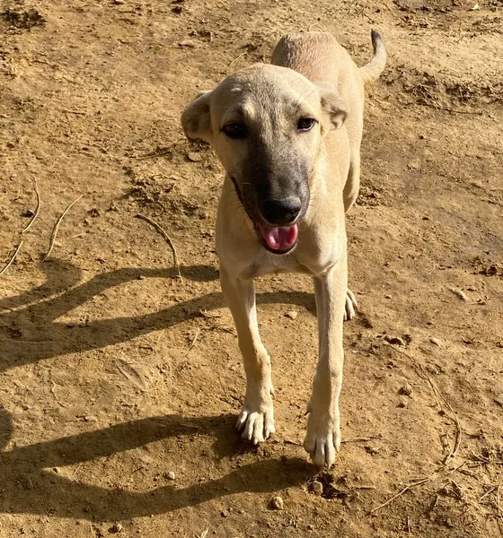Lico, a dog at the CDRS Benji Karachi shelter