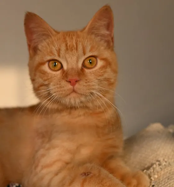 Simba, a cat at the CDRS Benji Islamabad shelter