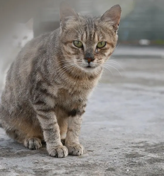 Marble, a cat at the CDRS Benji Islamabad shelter