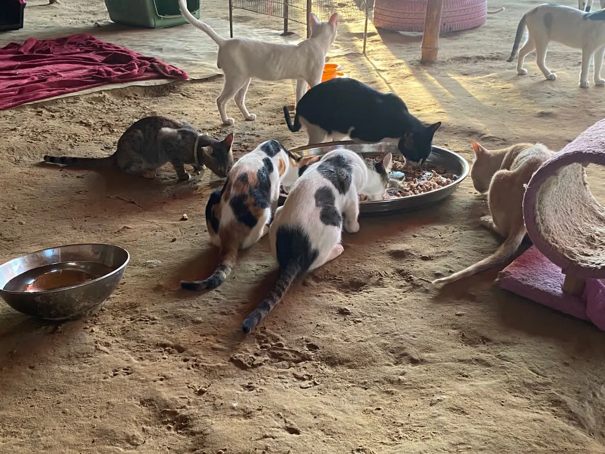 Shelter dogs and cats being fed