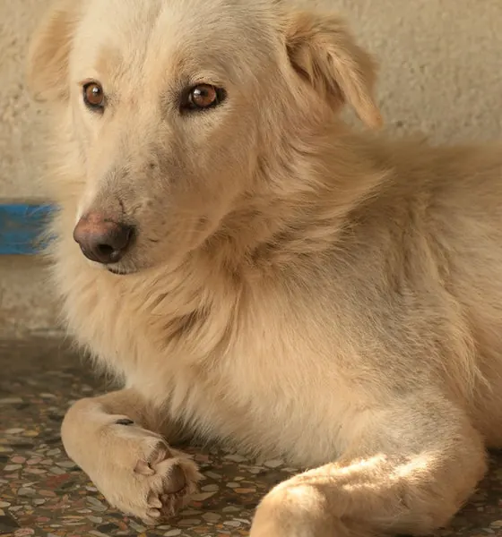 Snowie, a dog at the CDRS Benji Islamabad shelter