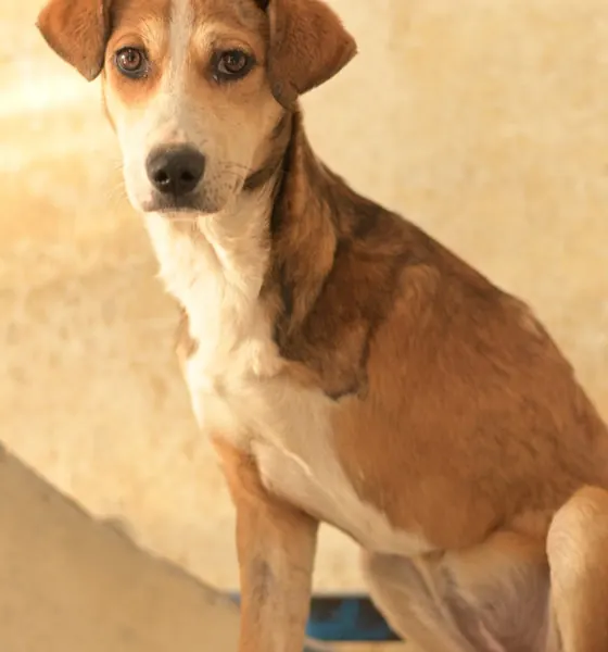 Lilly, a dog at the CDRS Benji Islamabad shelter