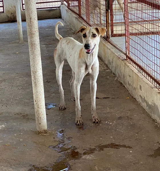 Amelia, a dog at the CDRS Benji Karachi shelter