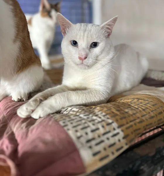 Billoo, a cat at the CDRS Benji Karachi shelter
