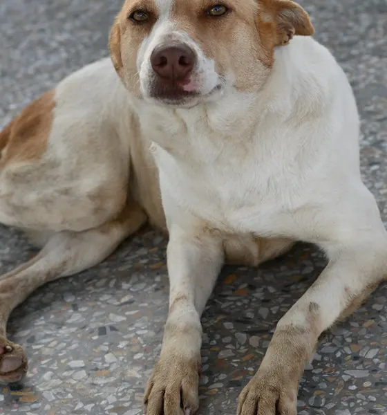 Pretty Eyes, a dog at the CDRS Benji Islamabad shelter