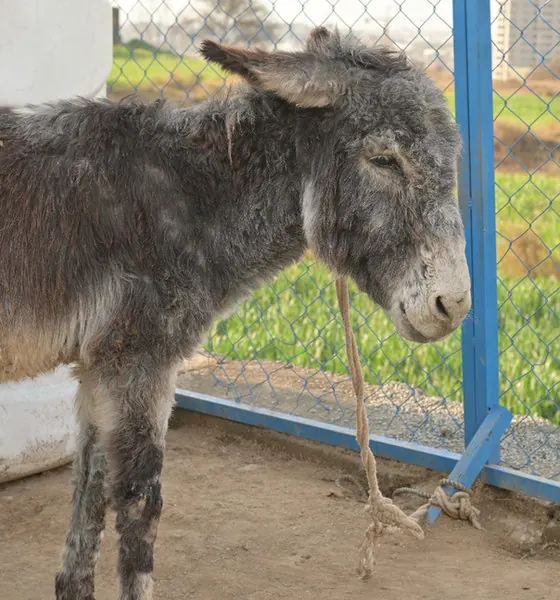 Jerry, a donkey at the CDRS Benji Islamabad shelter